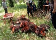 Polsek Kuantan Mudik Mengungkap Kasus Pencurian Buah Kelapa Sawit