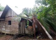 Pohon Tumbang Akibat Angin Kencang di Bunguran Utara, Satu Rumah Rusak