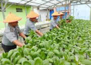 Dukung Program Ketahanan Pangan Nasional, Seksi Giatja Lapas Pekanbaru Terus Produktif Dengan Memanen Sayuran Pakcoy