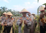 Dukung Asta Cita Presiden, Polres Rokan Hulu Gelar Panen Raya Jagung Di Desa Pasir Agung