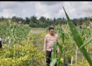 Kapolsek Tapung Hilir Dorong Kemandirian Pangan, Motivasi Warga Desa Kijang Makmur!