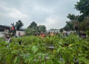 Panen Hasil Ketahanan Pangan, Jadikan Lapas Pasir Pangaraian Semakin Produktif