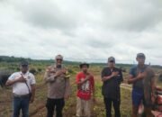 Polsek Pangean Tinjau Lokasi Penanaman Jagung Pipil Di PT. Gatipura Mulya Dukung Program Ketahanan Pangan