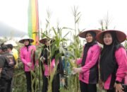 Polres Kuansing Ikuti Vidcon Panen Raya Jagung Serentak Tahap 1 Dalam Rangka Dukung Swasembada Pangan Tahun 2025