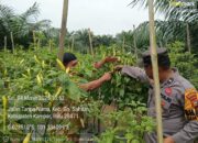 Bhabinkamtibmas Polsek Kampar Kiri Dorong Kemandirian Pangan, Tanam Cabe dan Terong di Pekarangan Warga!