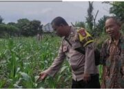 Bhabinkamtibmas Polsek Tambang Dorong Kemandirian Pangan, Pantau Tanaman Jagung Warga di Desa Tarai Bangun!