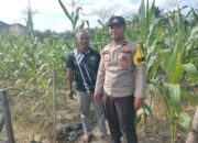 Bhabinkamtibmas Polsek Tapung Hilir Dorong Ketahanan Pangan, Tanam Jagung Bersama Warga Desa Kijang Jaya