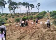 Polsek Rambah Samo Dukung Ketahanan Pangan Melalui Penanaman Jagung Pipil Bersama PT. KSM