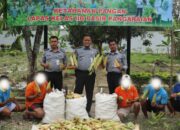 Dukung Ketahanan Pangan Nasional, Lapas Pasir Pangaraian Panen Jagung Manis Hasil Pembinaan Kemandirian