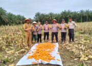 Polsek Rambah Hilir Tunjukkan Aksi Nyata, Ipda Jonnes Kawal Panen Raya Jagung Bersama Petani
