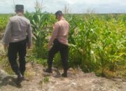 Polsek Kepenuhan Lakukan Peninjauan Tanaman Jagung Di Lahan Program Ketahanan Pangan PT. PSA