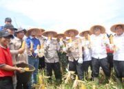 Panen Jagung Bersama Kapolres Emil Eka Putra, Wujud Nyata Program 2 ASTA CITA di PT. PSA