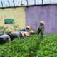 Lagi lagi Lapas Pekanbaru Panen Sayur Untuk Dukung Program Ketahanan Pangan