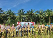 Kapolsek Rambah Hilir Pimpin Panen Raya Jagung Tahap II Bersama PT. ISB di Desa Pasir Utama