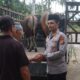 Momen Idul Adha 1446 Hijriah Polres Rohul Sumbangkan 10 Sapi Kurban Ke Sejumlah Masjid dan Sembelih 5 Ekor Sapi
