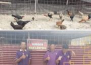 Dukung Ketahanan Pangan, Warga Binaan Lapas Narkotika Rumbai Budidaya Ayam Kampung Unggul Balitbangtan