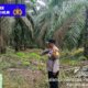 Waspada Musim Kemarau, Polsek Rambah Hilir Intensifkan Pengawasan Lahan