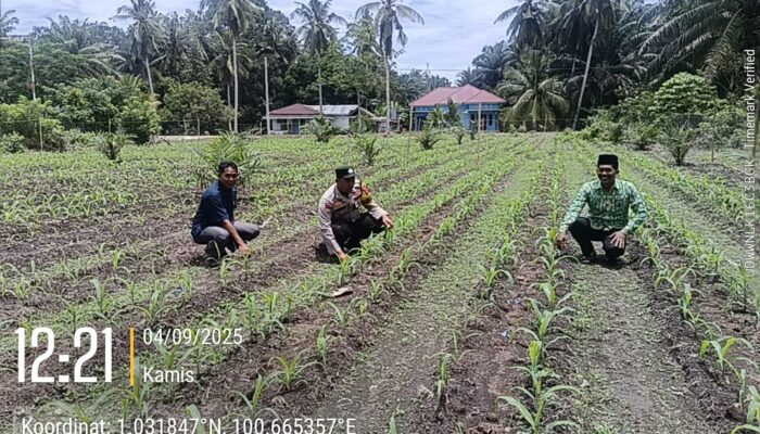 Polsek Kunto Darussalam Tinjau Perkembangan Tanaman Jagung Program Ketahanan Pangan
