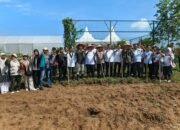 Sinergi Hebat BUMDes dan HMI: Tanam Jagung untuk Ketahanan Pangan Rokan Hulu