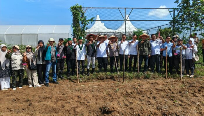 Sinergi Hebat BUMDes dan HMI: Tanam Jagung untuk Ketahanan Pangan Rokan Hulu
