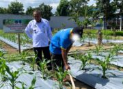Rawat Lahan Tanaman Jagung, Warga Binaan Lapas Pasir Pangaraian Terus Dukung Ketahanan Pangan