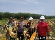 Polsek Bonai Darussalam Bersama PT BDB Gelar Panen Raya Jagung Wujud Nyata Dukung Ketahanan Pangan