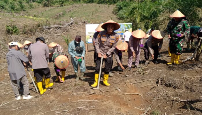 Polsek Rambah Samo Gandeng Pemdes Teluk Aur Gelar Penanaman Jagung, Dukung Swasembada Pangan Nasional