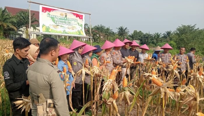 Polsek Dumai Barat Panen Raya Jagung, Dukung Swasembada Pangan