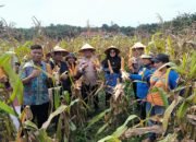 Polsek Kerinci Kanan Panen Raya Jagung di Bukit Agung, Dukung Swasembada Pangan Nasional