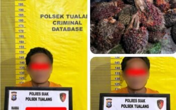 Polsek Tualang Amankan Pencuri 27 Tandan Sawit Milik PT SIR, Dua Pelaku Lain DPO