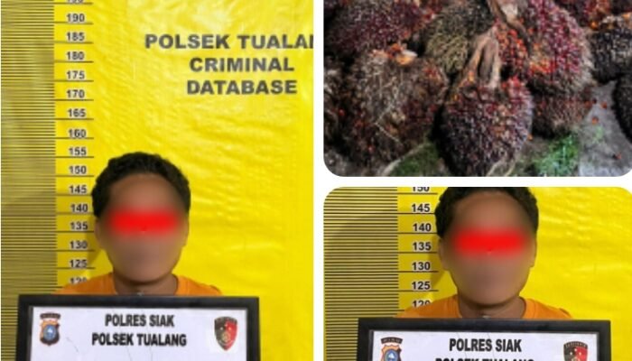 Polsek Tualang Amankan Pencuri 27 Tandan Sawit Milik PT SIR, Dua Pelaku Lain DPO
