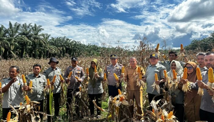 Dukung Program Asta Cita, Kapolsek Rambah Hilir Turun Langsung Kawal Panen Jagung