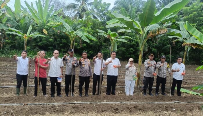 Perkuat Ketahanan Pangan, Polsek Rambah Optimalkan Lahan Lewat Penanaman Jagung di Bangun Purba