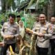 Dukung Ketahanan Pangan Wadir Binmas Polda Riau dan Kapolres Siak Ikut Panen Jagung di Empang Pandan