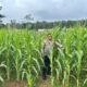 Optimalisasi Program Ketahanan Pangan, Polres Rokan Hulu Cek Perkembangan Jagung Hibrida