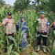 Polsek Rambah Gandeng Kelompok Tani, Perkuat Ketahanan Pangan di Menaming