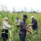 Polsek Tambusai Utara Dukung Swasembada Pangan, Cek Perkembangan Jagung di Rantau Sakti
