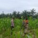 Polsek Rambah Hilir Perkuat Ketahanan Pangan, Tinjau Langsung Lahan Jagung di Desa Pasir Jaya