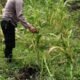 Wujud Nyata Polsek Tandun dalam Mendukung Program Ketahanan Pangan Nasional