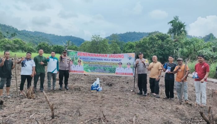 Polsek Rokan IV Koto Dukung Swasembada Pangan, Tanam Jagung di Cipang Kiri Hulu