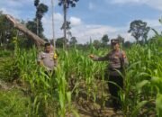 Polsek Rambah Samo Tinjau Tanaman Jagung di Sei Salak, Perkuat Program Ketahanan Pangan Nasional