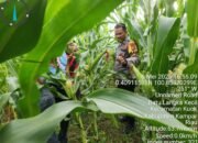 Polsek Kabun Aktif Kawal Ketahanan Pangan, Monitoring Jagung di Batulangkah Besar
