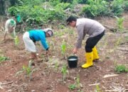 Polsek Tandun Konsisten Dukung Swasembada Pangan Lewat Pemeliharaan Jagung Pipil