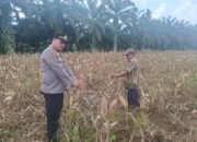 Polsek Rambah Hilir Aktif Dampingi Petani Jagung Menuju Swasembada Pangan Nasional
