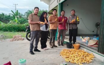 Panen Raya Jagung, Polsek Kunto Darussalam Perkuat Swasembada Pangan
