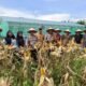 Polsek Kunto Darussalam Dukung Ketahanan Pangan Nasional Lewat Panen Raya Jagung di Muara Dilam