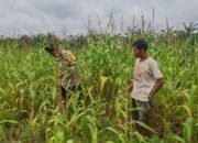 Polisi Cinta Petani, Polsek Rambah Hilir Dukung Ketahanan Pangan di Desa Pasir Jaya