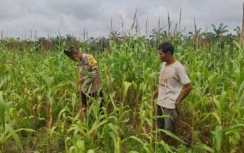 Polisi Cinta Petani, Polsek Rambah Hilir Dukung Ketahanan Pangan di Desa Pasir Jaya