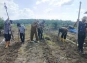 Polsek Kabun Turun ke Lahan, Gerakkan Swasembada Pangan Bersama Warga Desa Aliantan