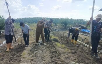Polsek Kabun Turun ke Lahan, Gerakkan Swasembada Pangan Bersama Warga Desa Aliantan